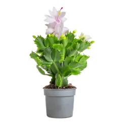 Schlumbergera - Christmas Cactus - White -HousePlants Shop Schlumbergera Christmas Cactus White 9x23cm 3