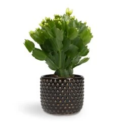 Schlumbergera - Christmas Cactus - White -HousePlants Shop Schlumbergera Christmas Cactus White 9x23cm Bolino Plant Pot Shiny Black 11x9cm de6f2a0b b690 440b 9fea f8ac773fd19d