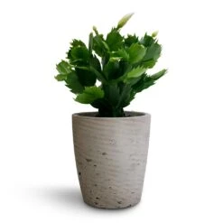 Schlumbergera - Christmas Cactus - White -HousePlants Shop Schlumbergera Christmas Cactus White 9x23cm Gerben Plant Pot Grey Washed 12x13cm 95063928 e9a0 4b62 a377 f77148ef91e8