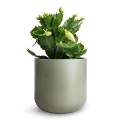 Schlumbergera - Christmas Cactus - White -HousePlants Shop Schlumbergera Christmas Cactus White 9x23cm Lisbon Plant Pot Sage 13x13cm