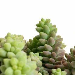 Sedum Burrito - Donkey Tail -HousePlants Shop Sedum Burrito Donkey Tail DETAIL 2