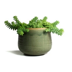 Sedum Burrito - Donkey Tail -HousePlants Shop Sedum Burrito Donkey Tail Iris Plant Pot Mint