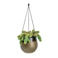 Mya Hanging Planter - Deep Champagne 9 Mya Hanging Planter - Deep Champagne -HousePlants Shop Sedum Burrito Donkey Tail Mya Hanging Planter Deep Champagne e8ce3e30 a580 4f2d 8ee8 527acb552bed