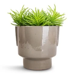 Aries Handles Plant Pot - Charcoal -HousePlants Shop Senecio Himalaya Himalaya Groundsel 12x20cm Aries Handles Plant Pot Charcoal 14x15cm 2c847260 5d92 4c7a 9039 eb3add7f8f13