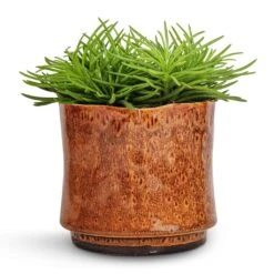 Nolan Plant Pot - Caramel -HousePlants Shop Senecio Himalaya Himalaya Groundsel 12x20cm Nolan Plant Pot Caramel 14x12cm