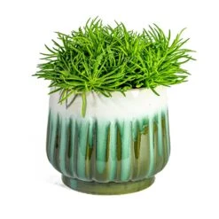 Senecio Himalaya - Himalaya Groundsel -HousePlants Shop Senecio Himalaya Himalaya Groundsel Alice Plant Pot Ocean d71c2c28 3517 40d3 8f6f 9a81c0c5d181