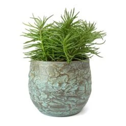 Senecio Himalaya - Himalaya Groundsel -HousePlants Shop Senecio Himalaya Himalaya Groundsel Evi Plant Pot Antique Bronze