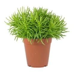 Senecio Himalaya - Himalaya Groundsel -HousePlants Shop Senecio Himalaya Himalaya Groundsel 920be82e 0729 435f bda1 c4d35d30fc9d