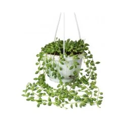 Senecio Herreianus - String Of Beads