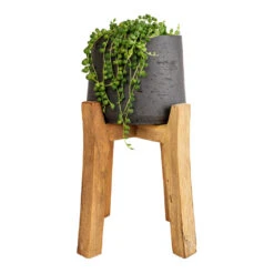 Patt Plant Pot - Tall Stand - Black Washed -HousePlants Shop Senecio rowleyanus String of Pearls 12x20cm Patt Plant Pot Tall Stand Black Washed 23x34cm 8decf343 6070 461f a9ef c9ac37ac1145