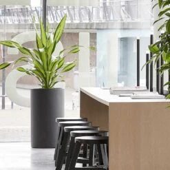 Solid Cylinder Planter - Dark Grey -HousePlants Shop Solid Cylinder Planter Dark Grey 3