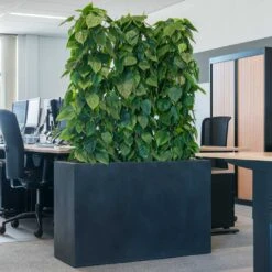 Solid Rectangle Planter - Dark Grey -HousePlants Shop Solid Rectangle Planter Dark Grey 1