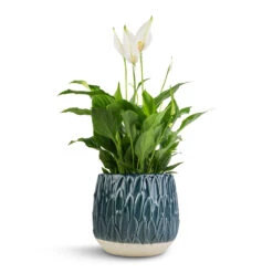Spathiphyllum Bellini - Peace Lily -HousePlants Shop Spathiphyllum Bellini Peace Lily 13x40cm Arles Leaf Plant Pot Teal 17x17cm b28f29d1 ad88 4d77 a9f2 3ac39d5d9325