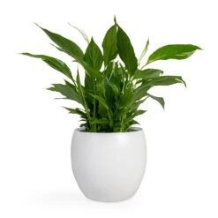 Spathiphyllum Bellini - Peace Lily -HousePlants Shop Spathiphyllum Bellini Peace Lily 13x40cm Cresta Plant Pot Pure White 19x16cm
