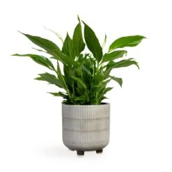 Spathiphyllum Bellini - Peace Lily -HousePlants Shop Spathiphyllum Bellini Peace Lily 13x40cm Denise Plant Pot Off White 17x17cm