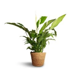 Spathiphyllum Bellini - Peace Lily -HousePlants Shop Spathiphyllum Bellini Peace Lily 13x40cm Igmar Plant Basket Natural 15x12cm e38284c0 312d 4468 9b9c f46982abe0d9
