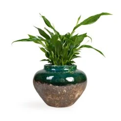 Spathiphyllum Bellini - Peace Lily -HousePlants Shop Spathiphyllum Bellini Peace Lily 13x40cm Lindy Jar Plant Pot Black Green 28x20cm