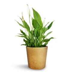 Spathiphyllum Bellini - Peace Lily -HousePlants Shop Spathiphyllum Bellini Peace Lily 13x40cm Mini Bucket Plant Pot Metallic Gold 16x15cm