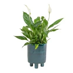 Pisa Plant Pot - Emerald -HousePlants Shop Spathiphyllum Bellini Peace Lily 13x40cm Pisa Plant Pot Emerald 20x24cm