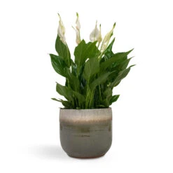 Tarra Plant Pot - Forest -HousePlants Shop Spathiphyllum Bellini Peace Lily 13x40cm Tarra Plant Pot Forest 17x15cm 43fc3f9c 184e 40fa bf70 d5c4f236e2e4