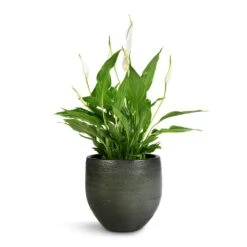Zembla Plant Pot - Green -HousePlants Shop Spathiphyllum Bellini Peace Lily 13x40cm Zembla Plant Pot Green 18x16cm 3175bab0 62da 4bf6 aaed 4d8b395e9c97