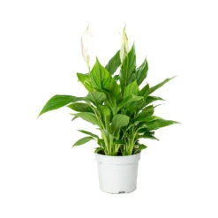 Spathiphyllum Bellini - Peace Lily -HousePlants Shop Spathiphyllum Bellini Peace Lily