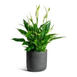 Spathiphyllum Bellini - Peace Lily -HousePlants Shop Spathiphyllum Bellini Peace Lily Charlie Plant Pot Black Washed
