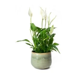 Spathiphyllum Bellini - Peace Lily -HousePlants Shop Spathiphyllum Bellini Peace Lily Iris Plant Pot
