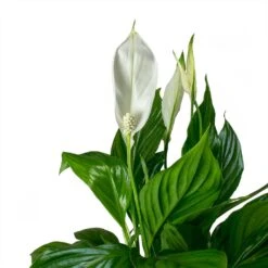 Spathiphyllum Bellini - Peace Lily -HousePlants Shop Spathiphyllum Bellini Peace Lily Leaves