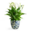 Spathiphyllum Bellini - Peace Lily -HousePlants Shop Spathiphyllum Bellini Peace Lily Monza Plant Pot Vintage Blue 2d42d1d5 447f 4d5c 95aa 514602508d83