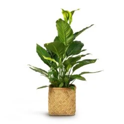 Kobe Bamboo Planter -HousePlants Shop Spathiphyllum Sebastiano Peace Lily 24x110cm Kobe Bamboo Planter 30x30x31cm 9994420a 7b7b 4587 a7cf b997cd5af6a4