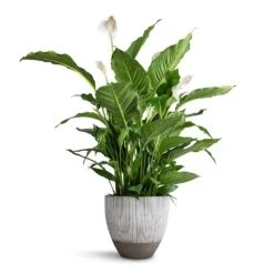 Jesslyn Plant Pot - Ridged White Stripe -HousePlants Shop Spathiphyllum Sebastiano Peace Lily Jesslyn Plant Pot Ridged White Stripe 33x29cm e3f81adf 6919 4ddb 92da 4cf742350034