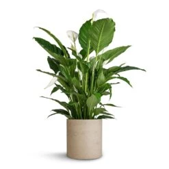 Max Plant Pot - Grey Washed -HousePlants Shop Spathiphyllum Sebastiano Peace Lily Max Plant Pot Grey Washed 30x30cm 35d78735 c772 4f21 906c 44c88db9a9ff