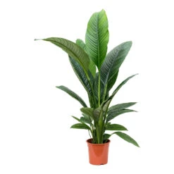Spathiphyllum Sensation - Peace Lily -HousePlants Shop Spathiphyllum Sensation Peace Lily