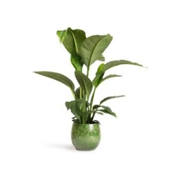 Spathiphyllum Sensation - Peace Lily -HousePlants Shop Spathiphyllum Sensation Peace Lily 24x110cm Aimee Plant Pot Pear 33x28cm