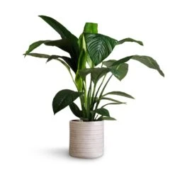 Spathiphyllum Sensation - Peace Lily -HousePlants Shop Spathiphyllum Sensation Peace Lily 24x110cm Angle Cylinder Plant Pot White 30x30cm 1 9fd008d8 7d02 4382 9f00 81e558f24d8f