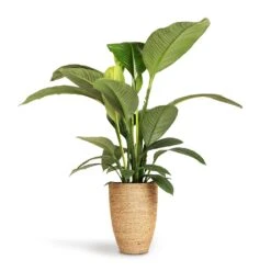 Ben Plant Pot - Straw Grass -HousePlants Shop Spathiphyllum Sensation Peace Lily 24x110cm Ben Plant Pot Straw Grass 30x41cm 5f0fdcae 3f42 4b6b 956e fd7ac8aac95b