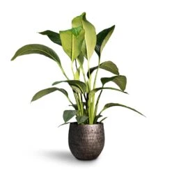 Spathiphyllum Sensation - Peace Lily -HousePlants Shop Spathiphyllum Sensation Peace Lily 24x110cm Evi Plant Pot Midnight Black35x32cm