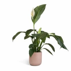 Spathiphyllum Sensation - Peace Lily -HousePlants Shop Spathiphyllum Sensation Peace Lily 24x120cm Lisbon Plant Pot Pink Clay 26x26cm 8c063182 6057 409c 87e7 9541ed1be840
