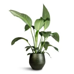 Spathiphyllum Sensation - Peace Lily -HousePlants Shop Spathiphyllum Sensation Peace Lily 24x120cm Noor Plant Pot Velvet Green 36x36cm