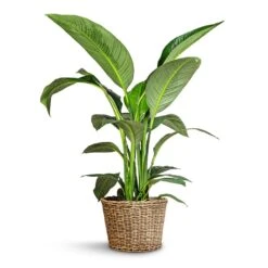 Spathiphyllum Sensation - Peace Lily -HousePlants Shop Spathiphyllum Sensation Peace Lily 24x120cm Sally Wikr Plant Basket Natural 41x29cm