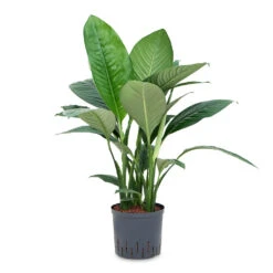 Spathiphyllum Sensation - Peace Lily - HydroCare -HousePlants Shop Spathiphyllum Sensation Peace Lily HydroCare 22 19x80cm