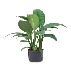 Spathiphyllum Sensation - Peace Lily - HydroCare -HousePlants Shop Spathiphyllum Sensation Peace Lily HydroCare 28 19x90cm