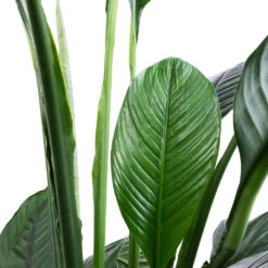Spathiphyllum Sensation - Peace Lily -HousePlants Shop Spathiphyllum Sensation Peace Lily SWATCH 2