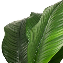 Spathiphyllum Sensation - Peace Lily - HydroCare -HousePlants Shop Spathiphyllum Sensation Peace Lily SWATCH ef374356 8e41 4d2a 976a 4be4ba6cd963