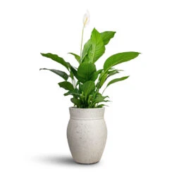 Spathiphyllum Sweet Lauretta - Peace Lily -HousePlants Shop Spathiphyllum Sweet Lauretta Peace Lily 24x90cm Apollo Mediterranean Planter Chalk White 38.5x47cm 1