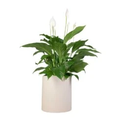 Spathiphyllum Sweet Lauretta - Peace Lily -HousePlants Shop Spathiphyllum Sweet Lauretta Peace Lily 24x90cm Max Refined Planter Natural White 29x29.5cm