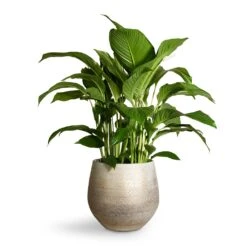 Spathiphyllum Sweet Lauretta - Peace Lily -HousePlants Shop Spathiphyllum Sweet Lauretta Peace Lily 24x90cm Noor Plant Pot Metallic Grey 32x30cm 2 ac62b365 90b2 4935 b3b5 92eea396cbd8