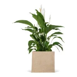 Spathiphyllum Sweet Lauretta - Peace Lily -HousePlants Shop Spathiphyllum Sweet Lauretta Peace Lily 24x90cm Raindrop Cube Planter Stone 30x30x27cm