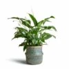 Spathiphyllum Sweet Lauretta - Peace Lily 2 Spathiphyllum Sweet Lauretta - Peace Lily -HousePlants Shop Spathiphyllum Sweet Lauretta Peace Lily 24x90cm Seagrass Tribal Basket Teal Lined 30x25cm imageoptim